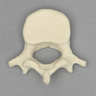 Vertebra, L4, Pediatric, Solid Foam