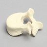 Vertebra, L4, Pediatric, Solid Foam