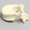 Vertebra, L1, Pediatric, Solid Foam