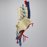 Spine, Lumbar, Iliac Crests with Aorta, Vena Cava, and Nerve Roots, Foam Cortical