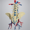 Spine, Lumbar, Iliac Crests with Aorta, Vena Cava, and Nerve Roots, Foam Cortical