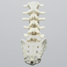 Spine, Lumbar with Ligaments, L1-Sacrum, Foam Cortical