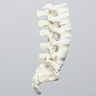 Spine, Lumbar with Ligaments, L1-Sacrum, Foam Cortical