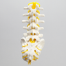 Spine, Lumbar with Yellow Nerve Roots, Foam Cortical
