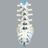 Spine, Lumbar with Blue Nerve Roots, Foam Cortical
