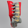 Spine, L1-Sacrum, Lumbar with Muscles, Radiopaque