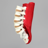 Spine, L1-Sacrum, Lumbar with Muscles, Foam Cortical