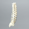 Spine, T7-Sacrum, Foam Cortical