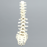 Spine, T7-Sacrum, Foam Cortical