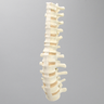Spine, T7-L5 for Vertebroplasty Trunk #1513-19
