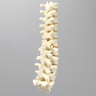Spine, T7-L5 for Vertebroplasty Trunk #1513-19