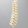 Spine, T7-L5 for Vertebroplasty Trunk #1513-19