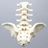 Spine, Lumbar, with Iliac Crests, Foam Cortical