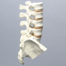 Spine, Lumbar, with Iliac Crests, Foam Cortical