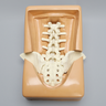Spine, Lumbar, with Iliac Crests, Foam Cortical
