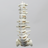 Spine, T9-Sacrum