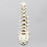 Spine, T9-Sacrum