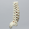 Spine, T9-Sacrum