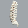 Spine, T10-Sacrum, Foam Cortical