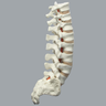 Spine, T10-Sacrum, Foam Cortical