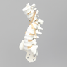 Spine, Lumbar, with Burst Fracture, Foam Cortical