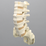 Spine, Lumbar, Cross-Sectioned, Foam Cortical