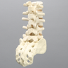 Spine, Lumbar, Cross-Sectioned, Foam Cortical