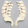 Spine, Lumbar, Cross-Sectioned, Foam Cortical