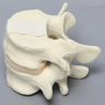 Lumbar Vertebrae, L4-L5, Foam Cortical