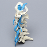 Spine, Cervical, with Nerve Roots, Foam Cortical