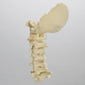 Spine, Cervical, with Occipital, Foam Cortical