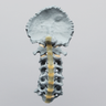 Spine, Cervical, with Occipital, Radiopaque