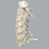 Spine, Cervical, Anterior and Posterior Ligaments, Foam Cortical