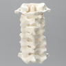 Spine, Cervical, Anterior and Posterior Ligaments, Foam Cortical