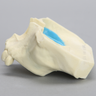 Maxilla with Mucosa