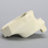 Maxilla with Mucosa