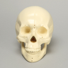 KIMSeattle Replacement Full Skull and 21 Reference Holes for #9001 and 9001-1 Kits