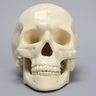 Skull, Full, Solid Foam, Without Vise Attachment