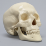 Skull, Full, Solid Foam, Without Vise Attachment