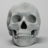 Skull, Full, Radiopaque, With Vise Attachment
