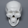 Skull, Full, White Plastic