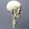 Skull, Full, With Vertebrae