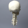 Skull, Full, With Vertebrae