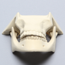 Mandible with Maxilla