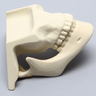 Mandible with Maxilla