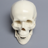 Skull, Full, With All Le Fort Fractures, Sagittal Split, and Genioplasty