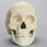 Skull, Full, With Multiple Fractures