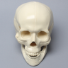 Skull, Full, With Le Fort I Fracture, Sagittal Split, and Genioplasty