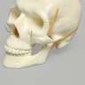 Skull, Full, with All Le Fort Fractures, Solid Foam