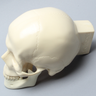 Skull, Full, With Vise Attachment